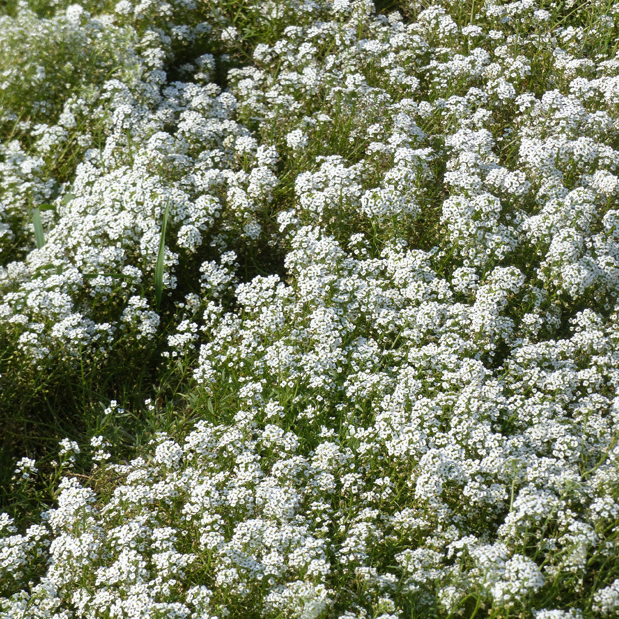 Miniatuur 2