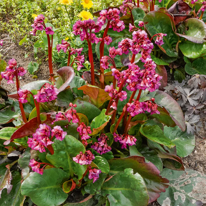 Miniatuur 2