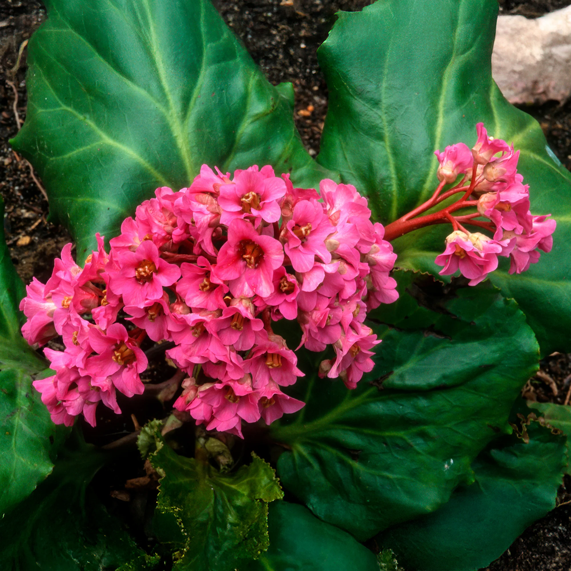Miniatuur 2