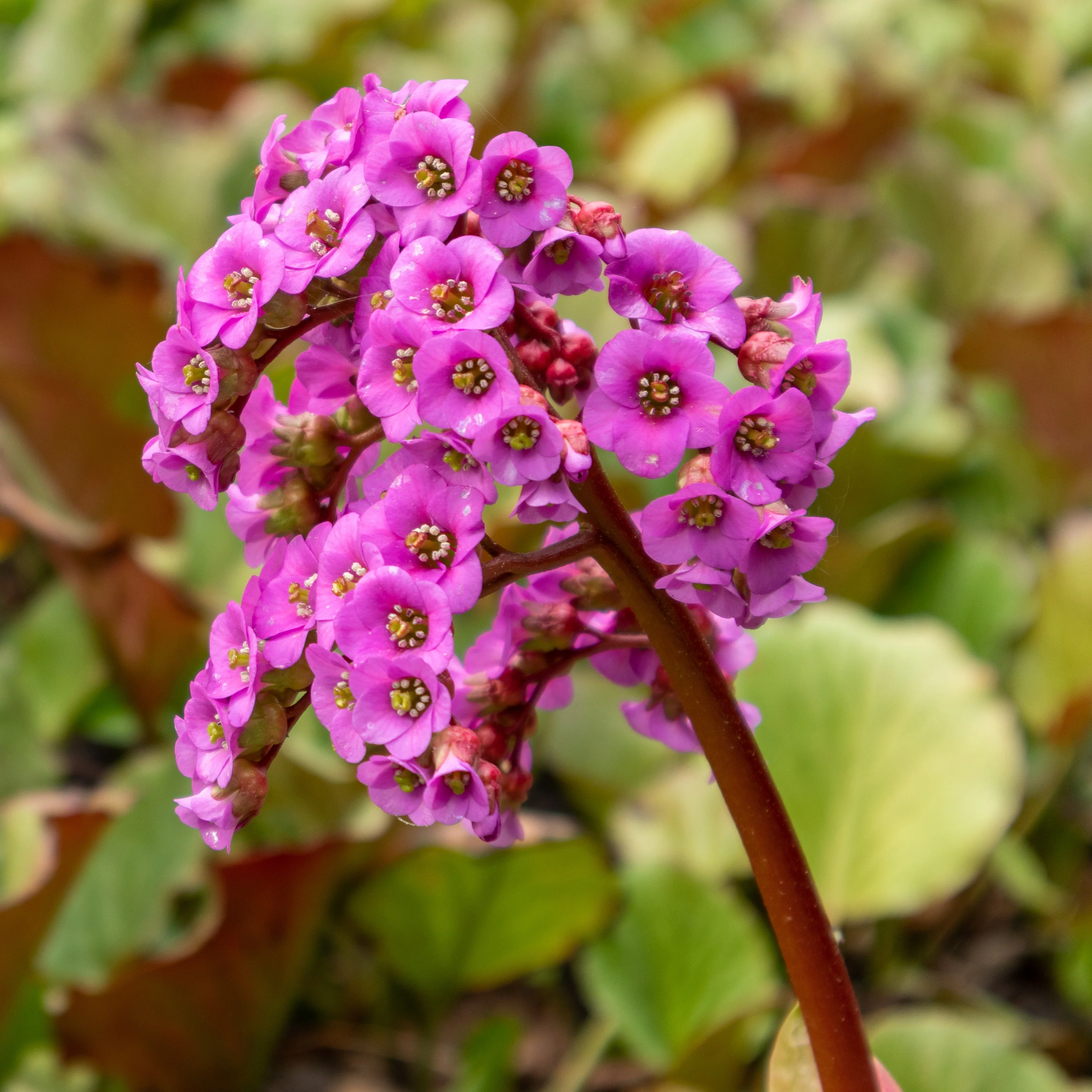 Miniatuur 1