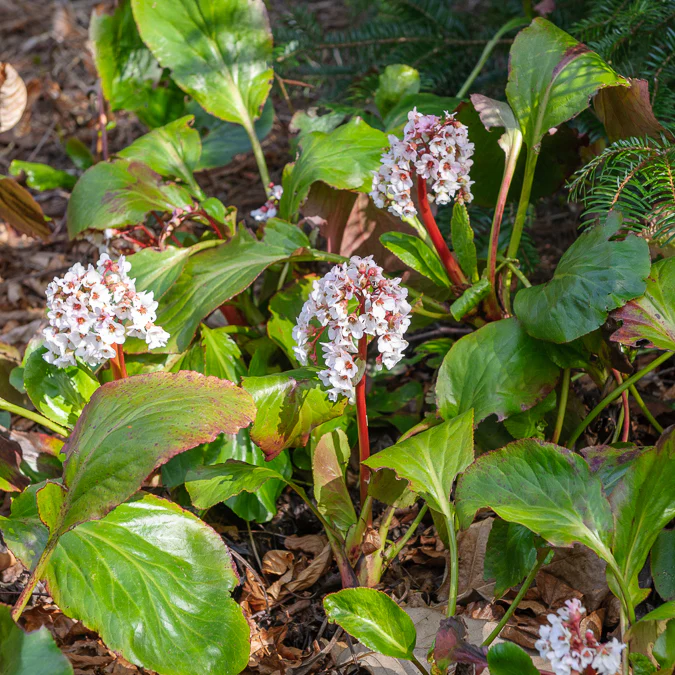 Miniatuur 2
