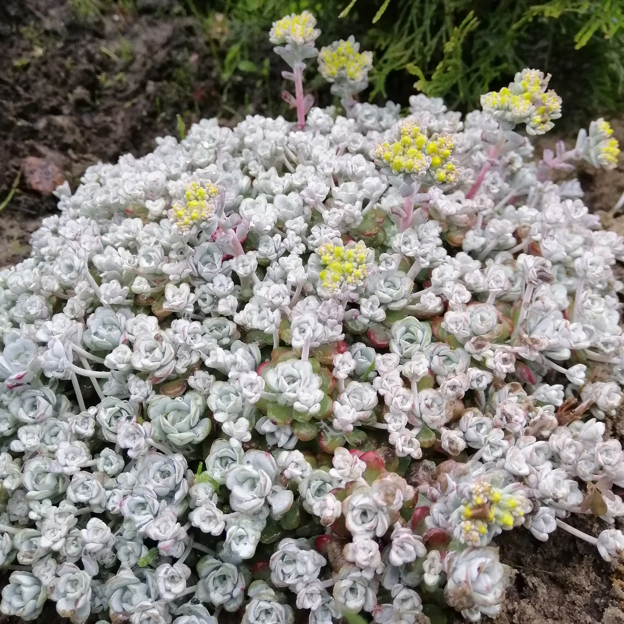 Miniatuur 2