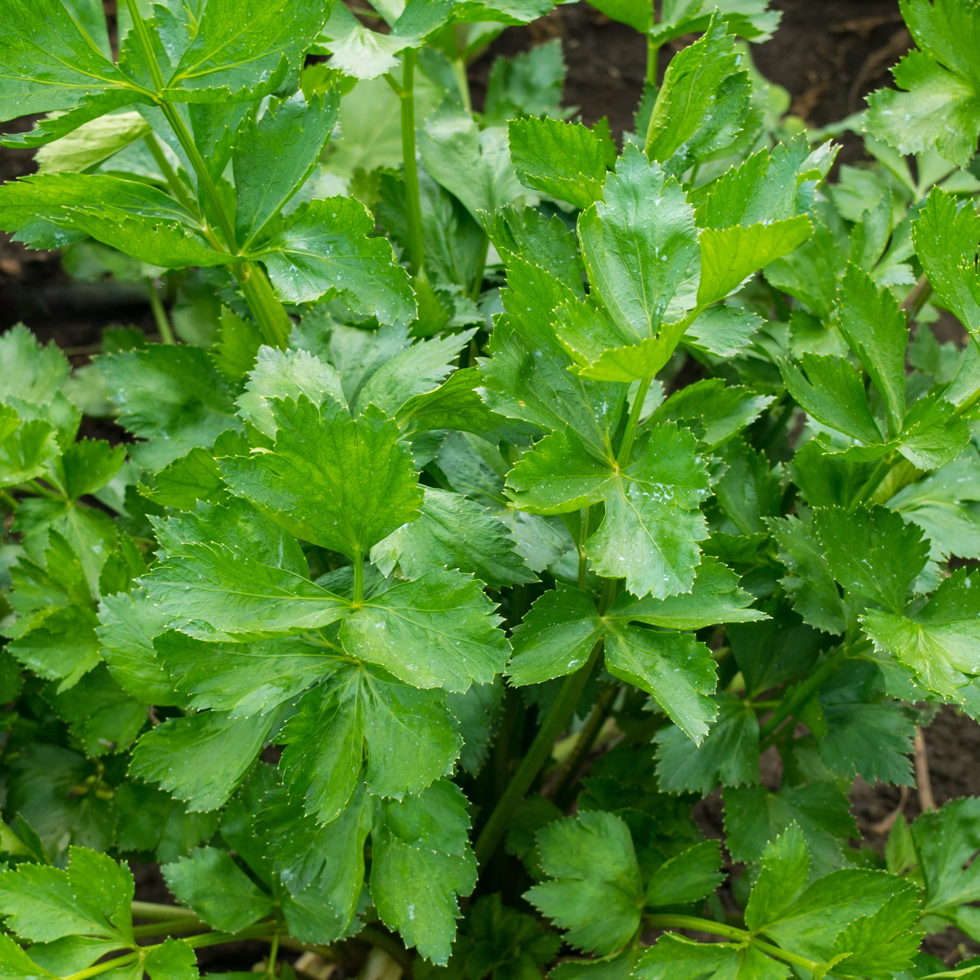 Miniatuur 2