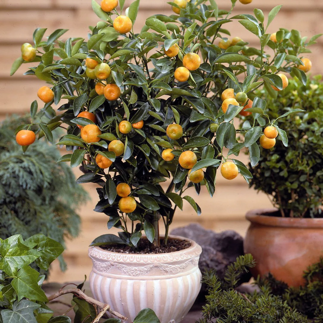 Miniatuur 2