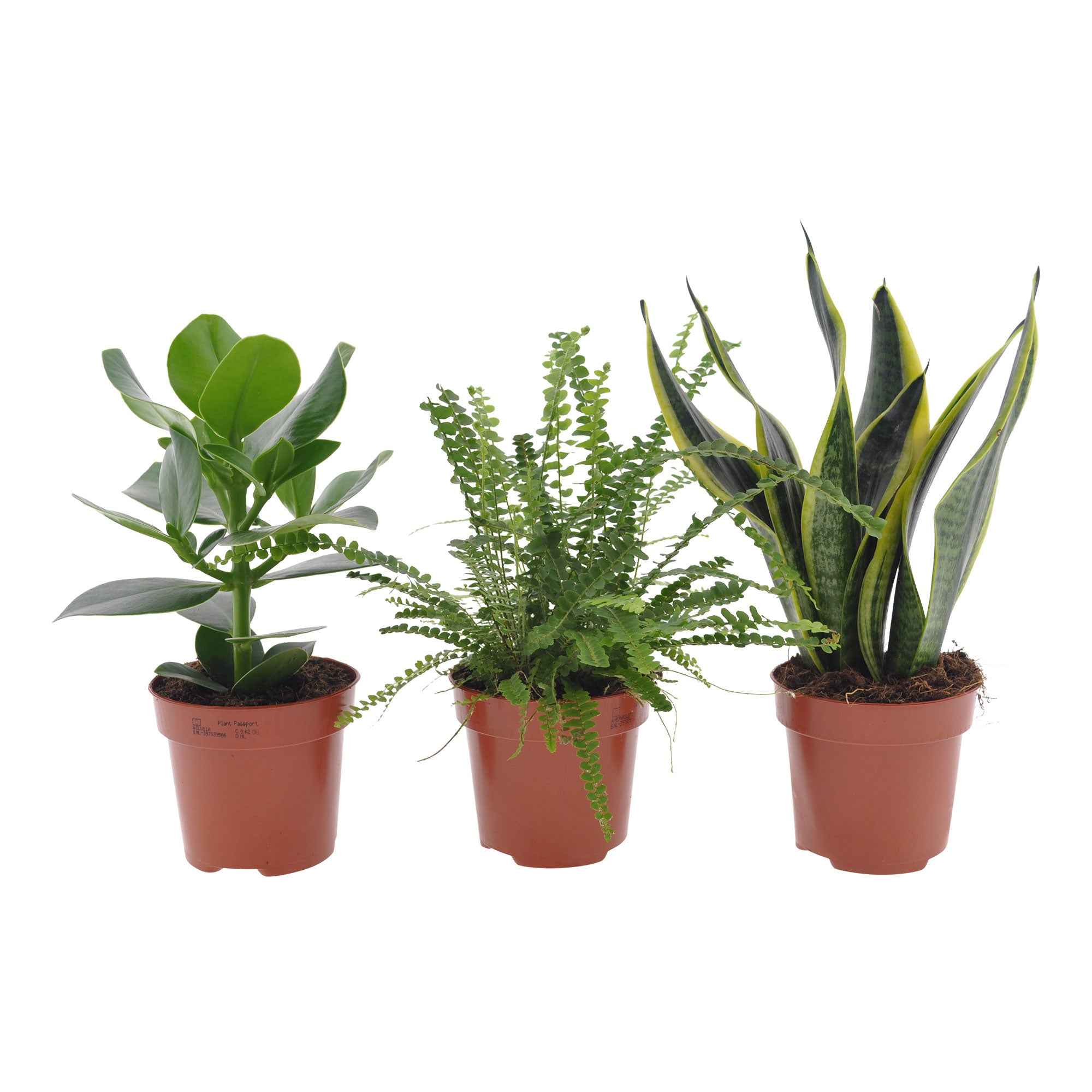 Miniatuur 2