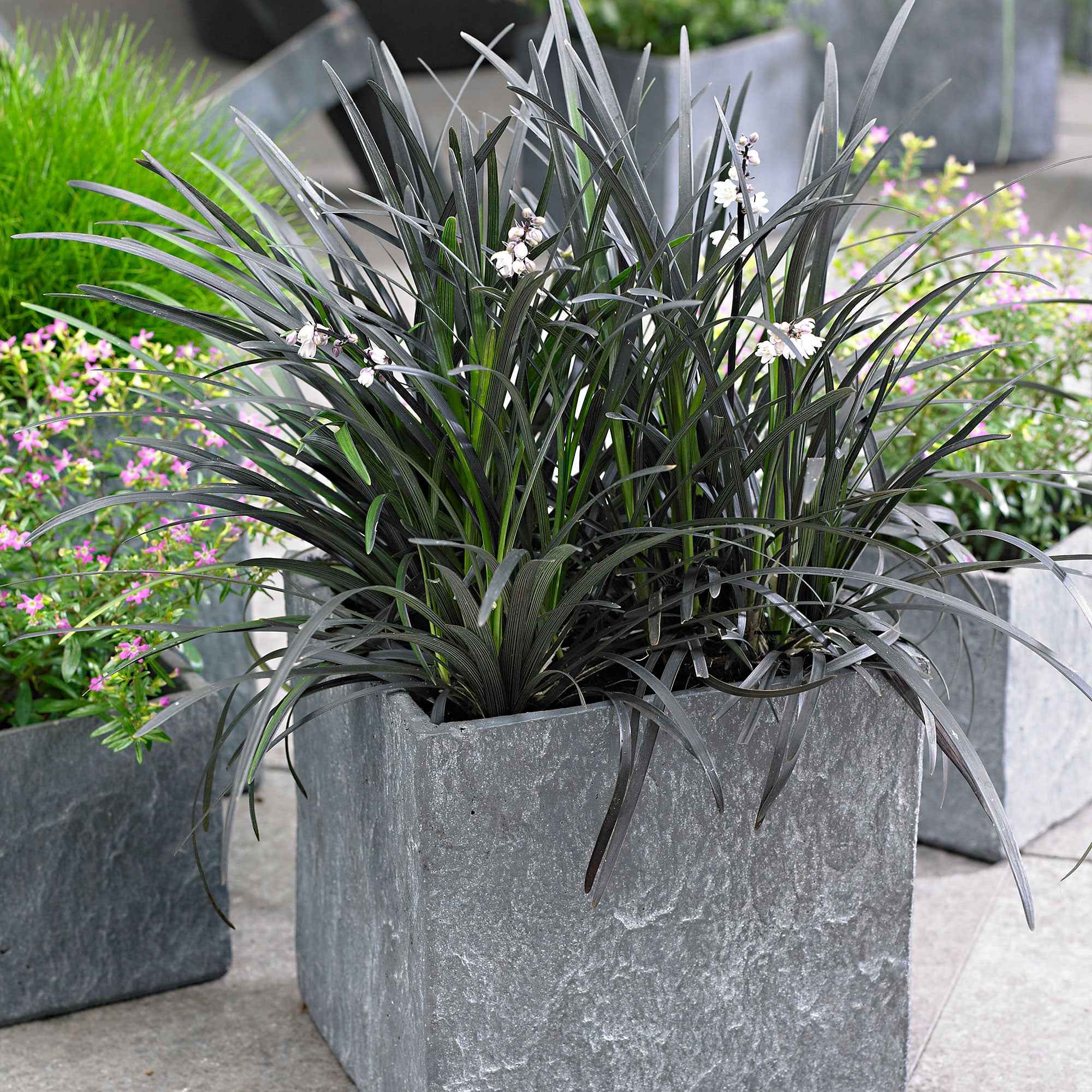 Miniatuur 2