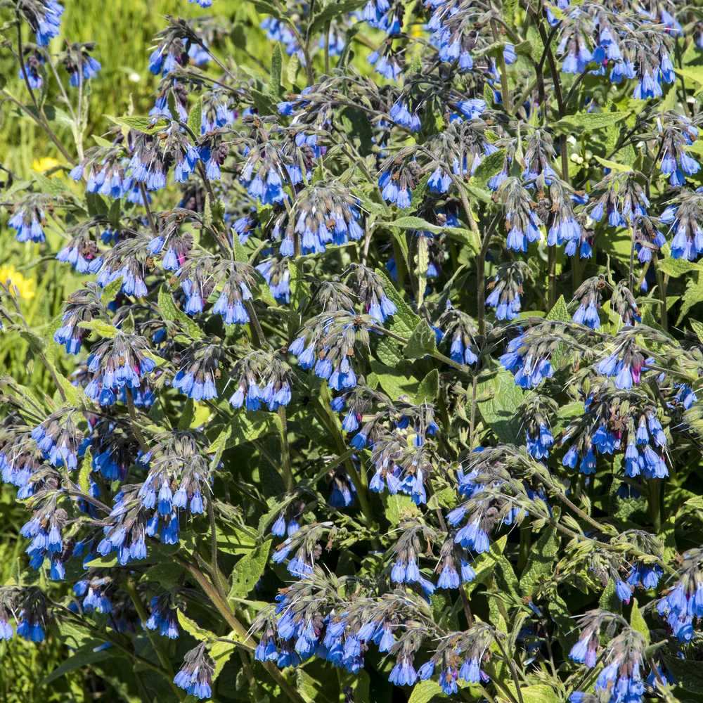 Miniatuur 2