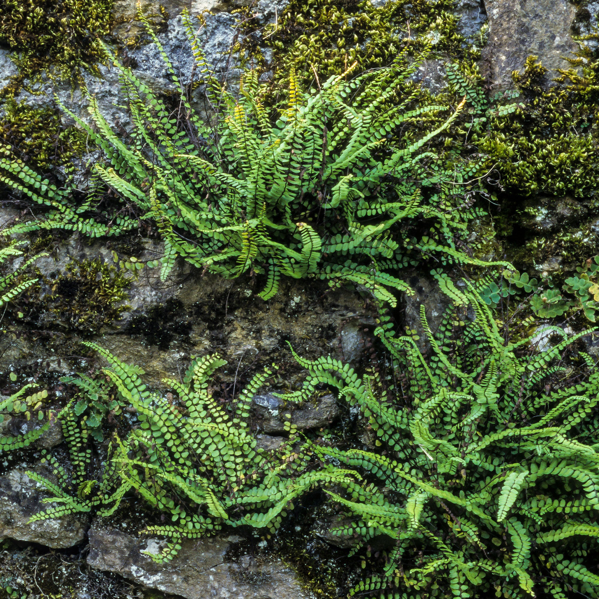 Miniatuur 1