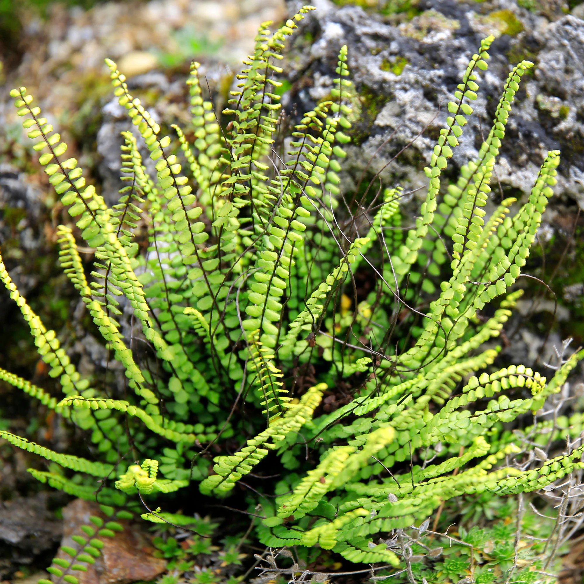 Miniatuur 2
