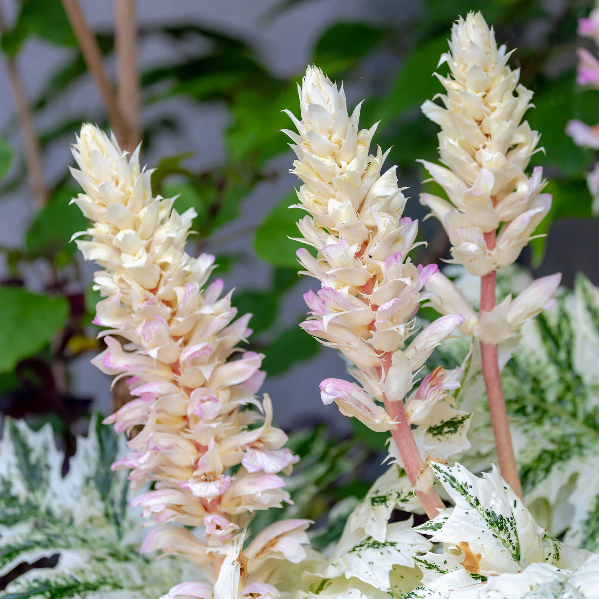 Miniatuur 2
