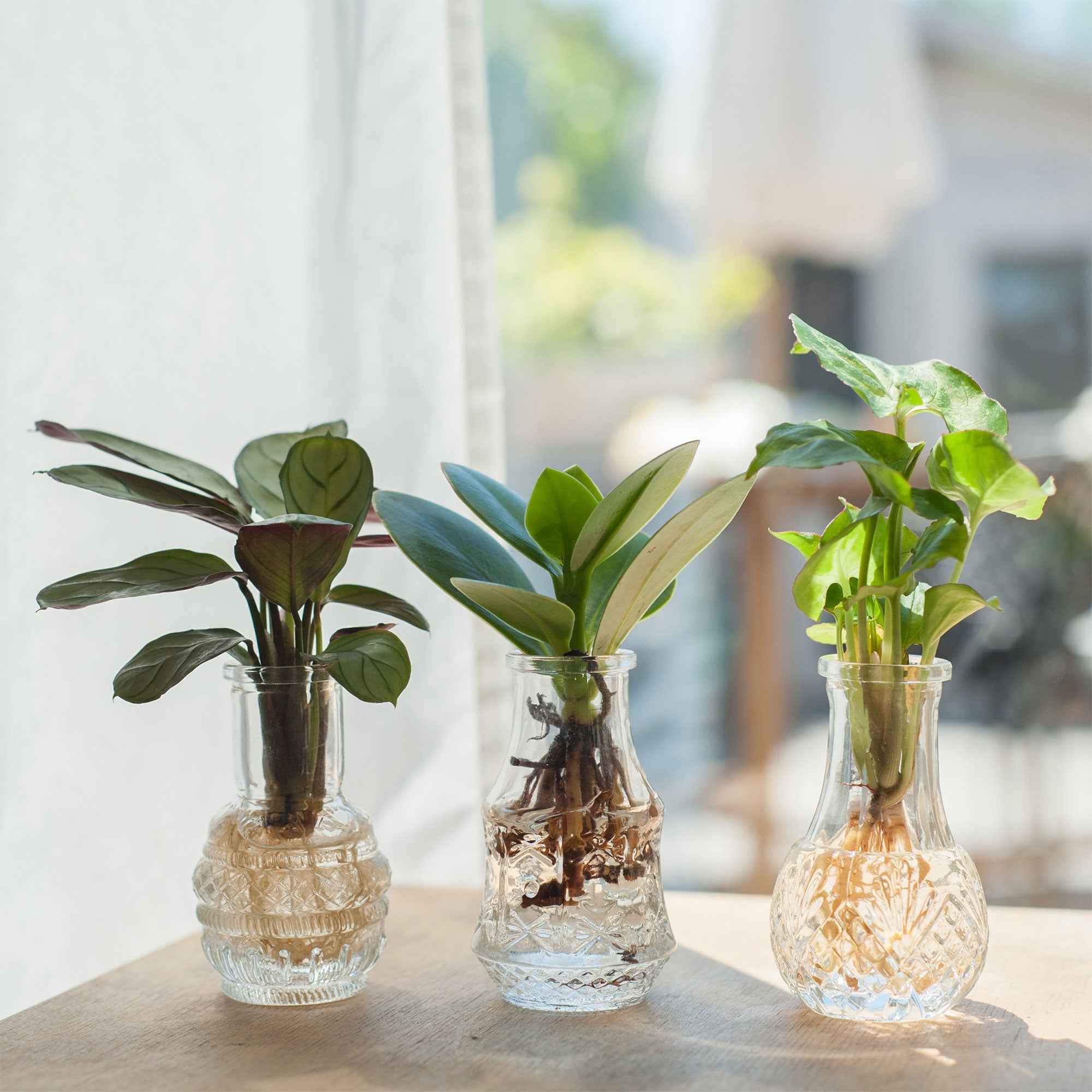 Miniatuur 1