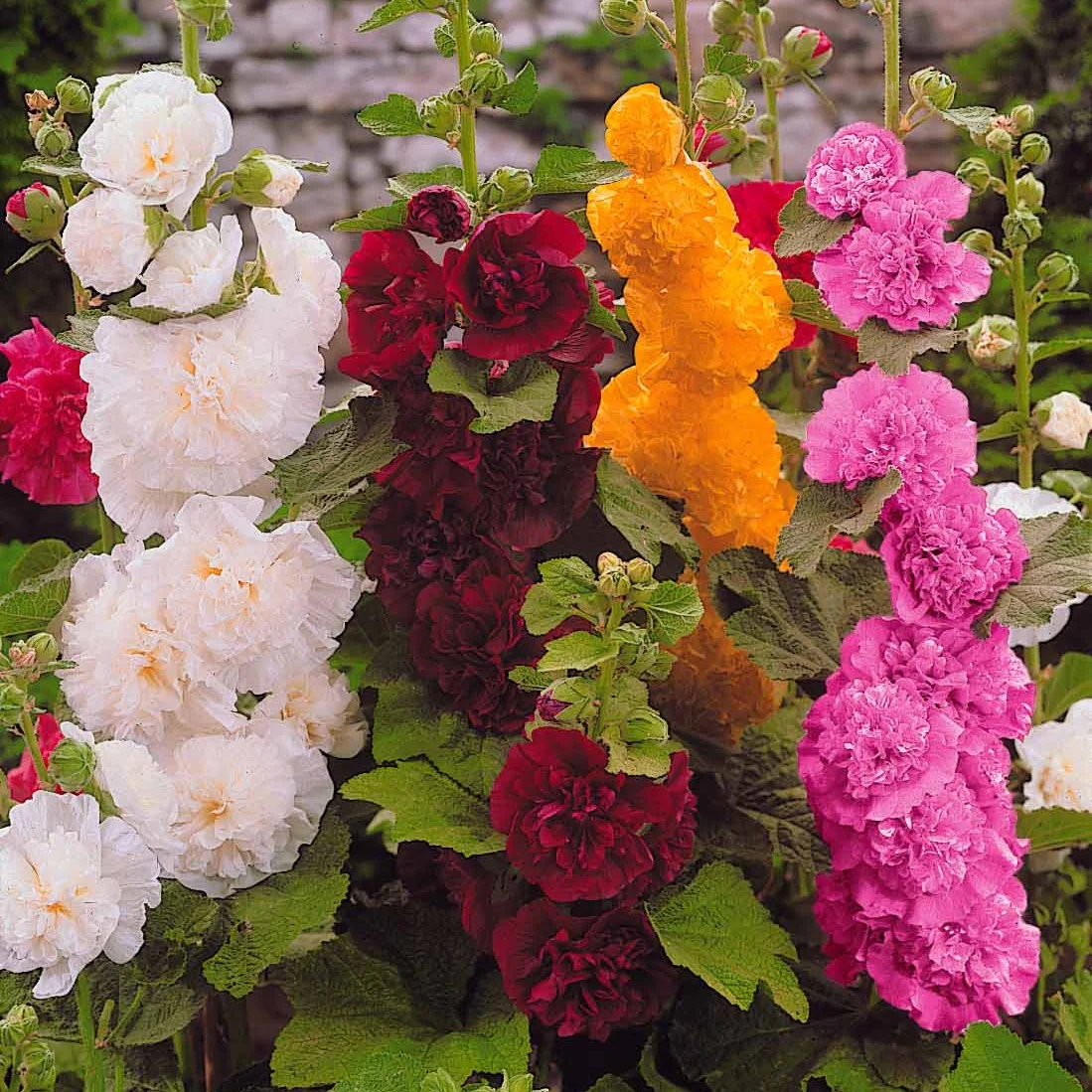 Miniatuur 2