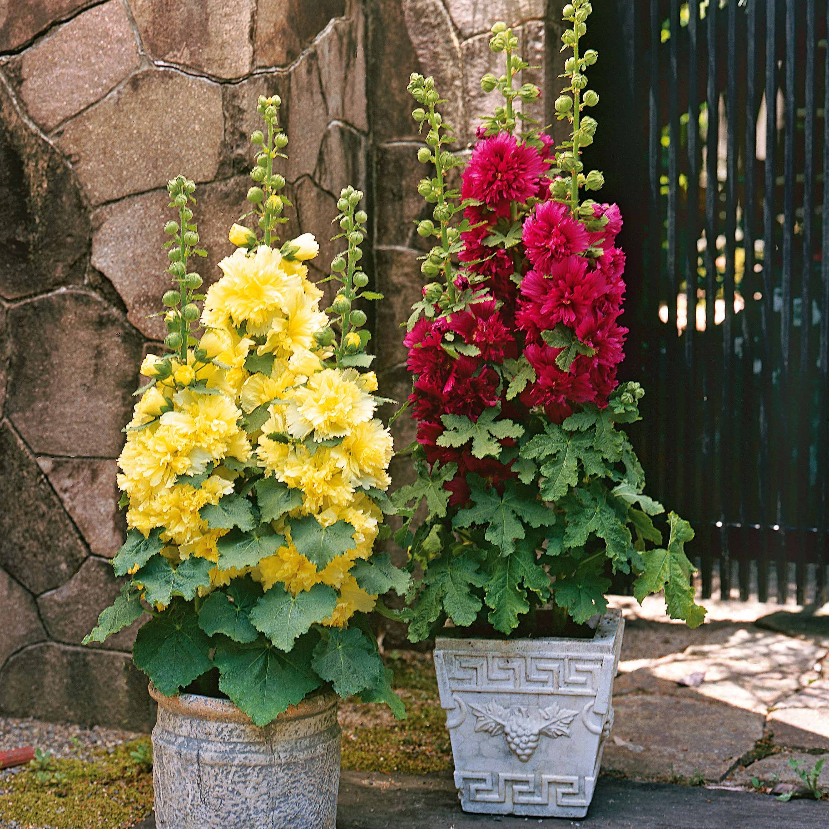 Miniatuur 1