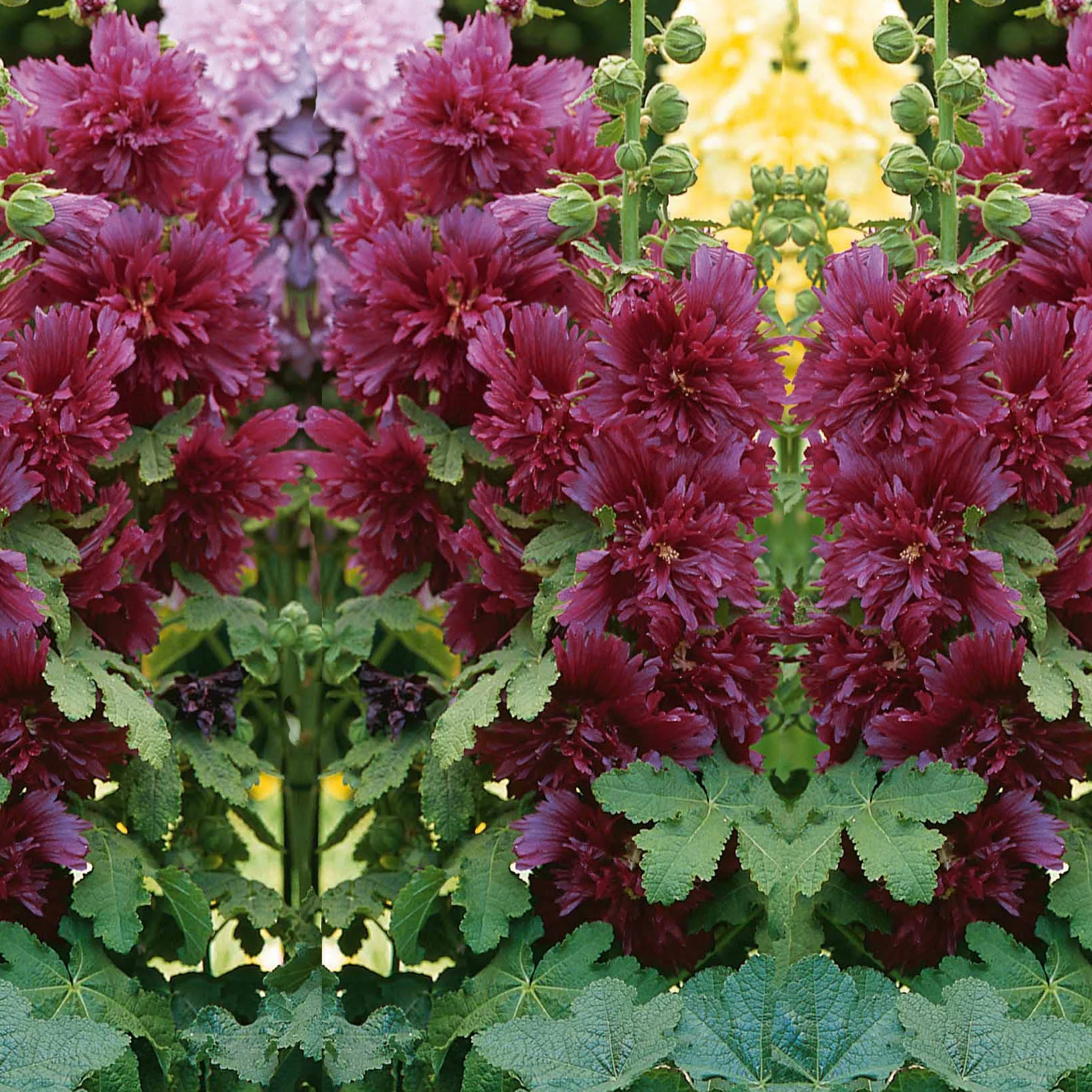 Miniatuur 2