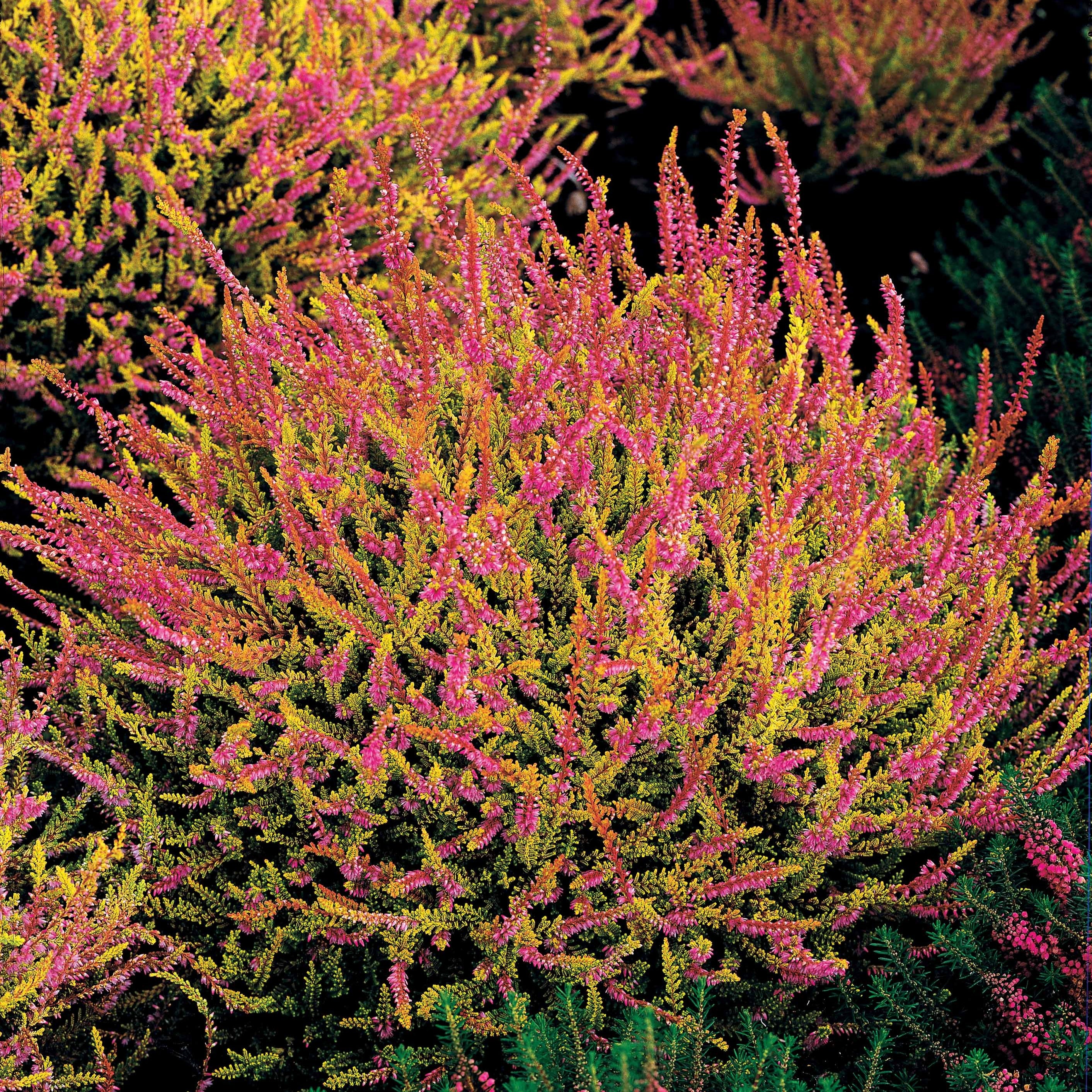 Miniatuur 1