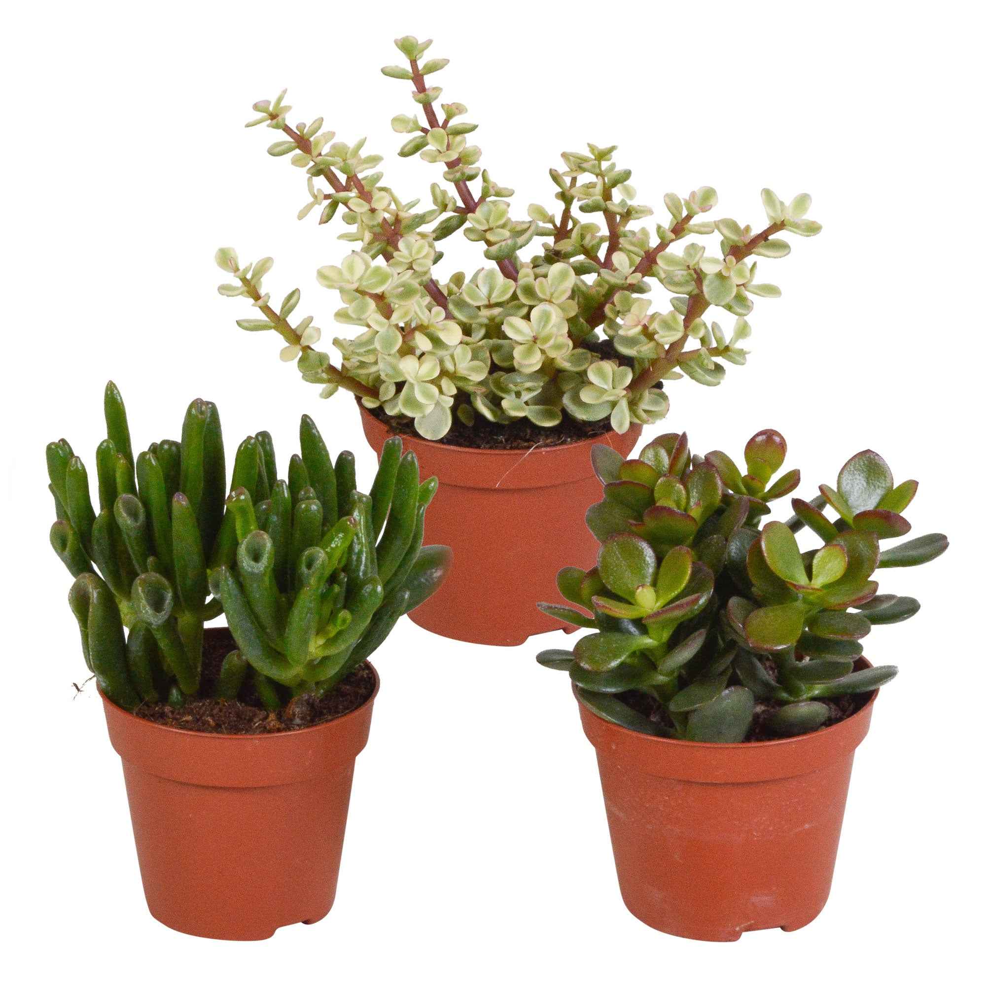 Miniatuur 1