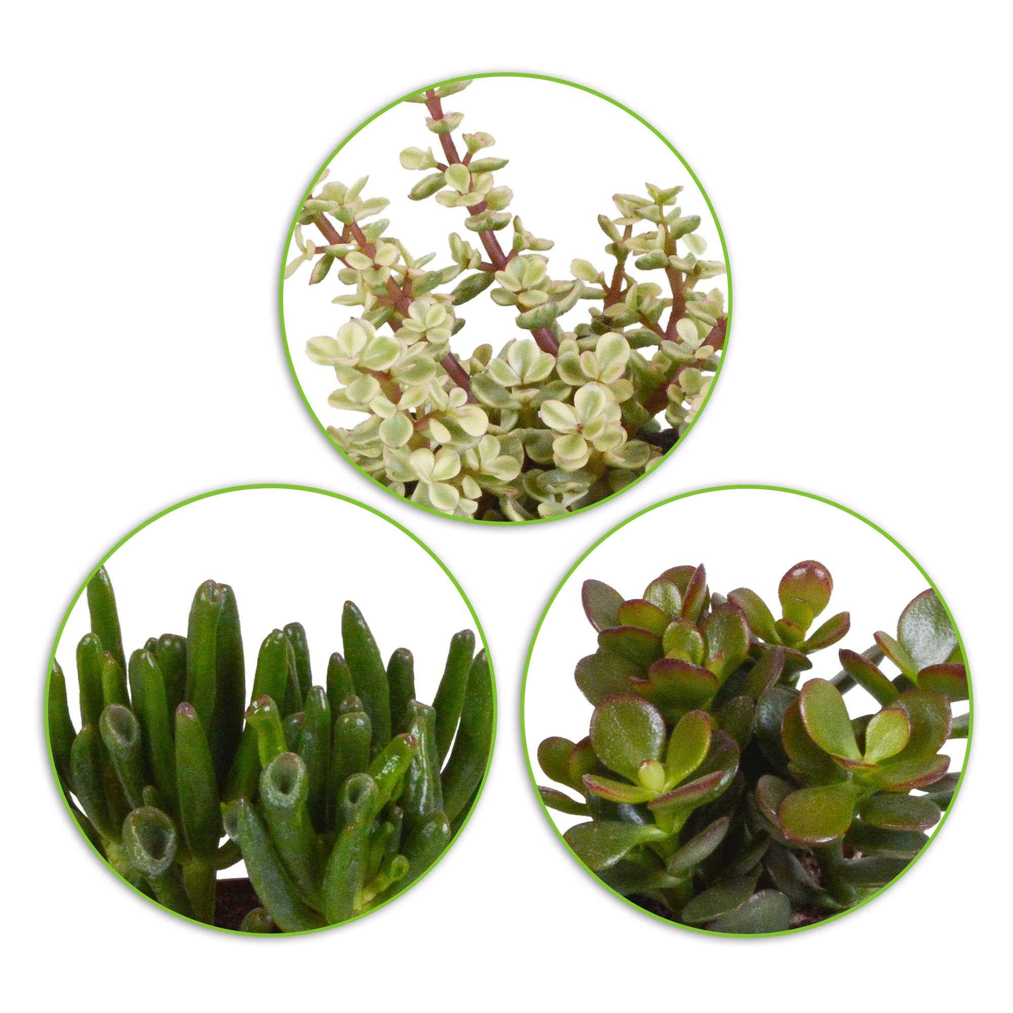 Miniatuur 2