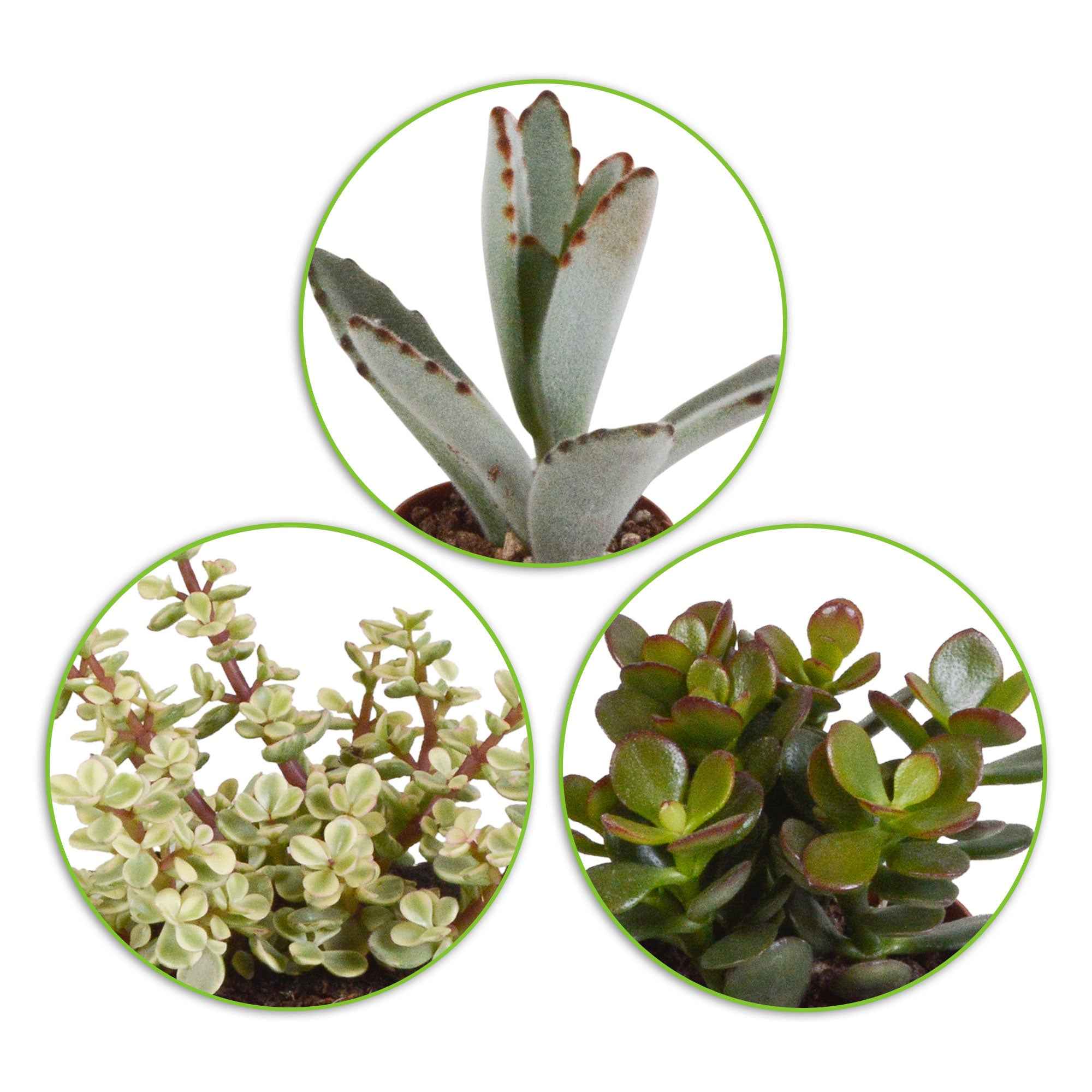 Miniatuur 1