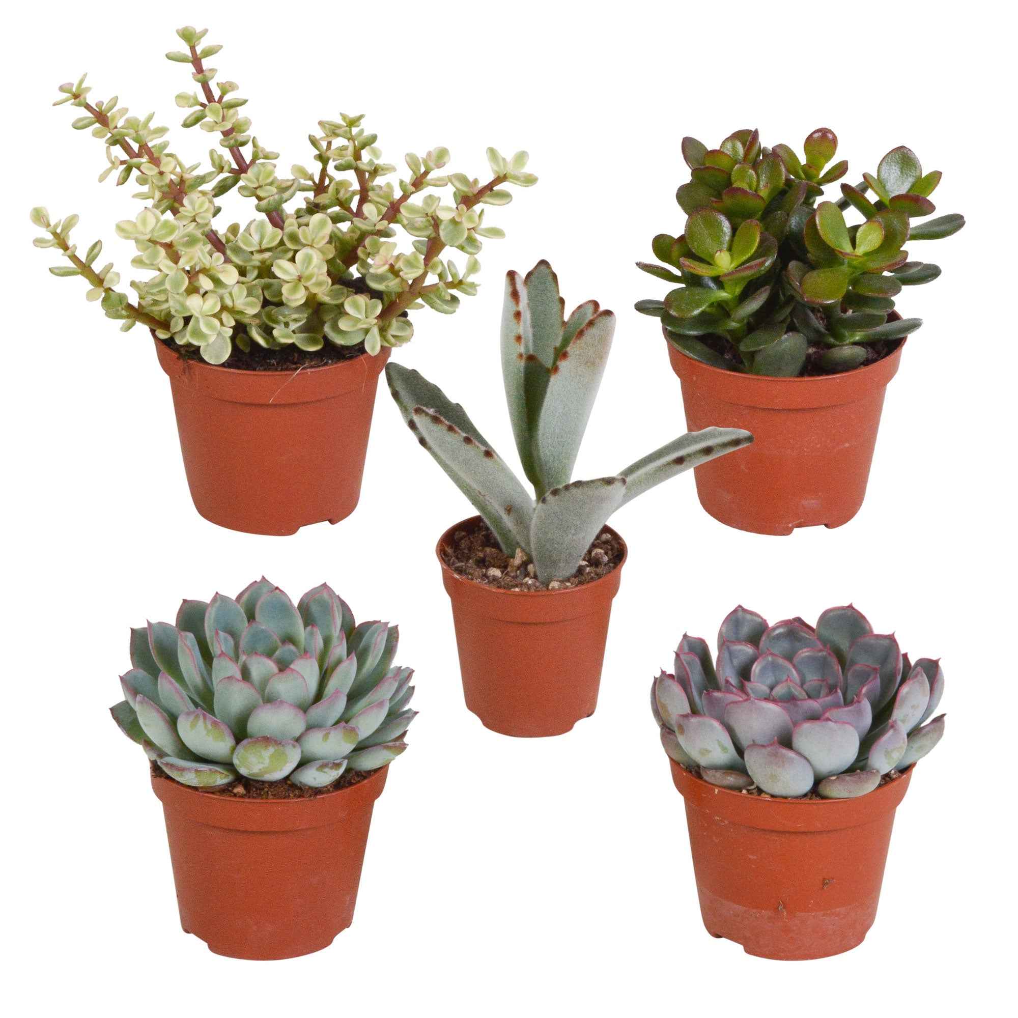 Miniatuur 2