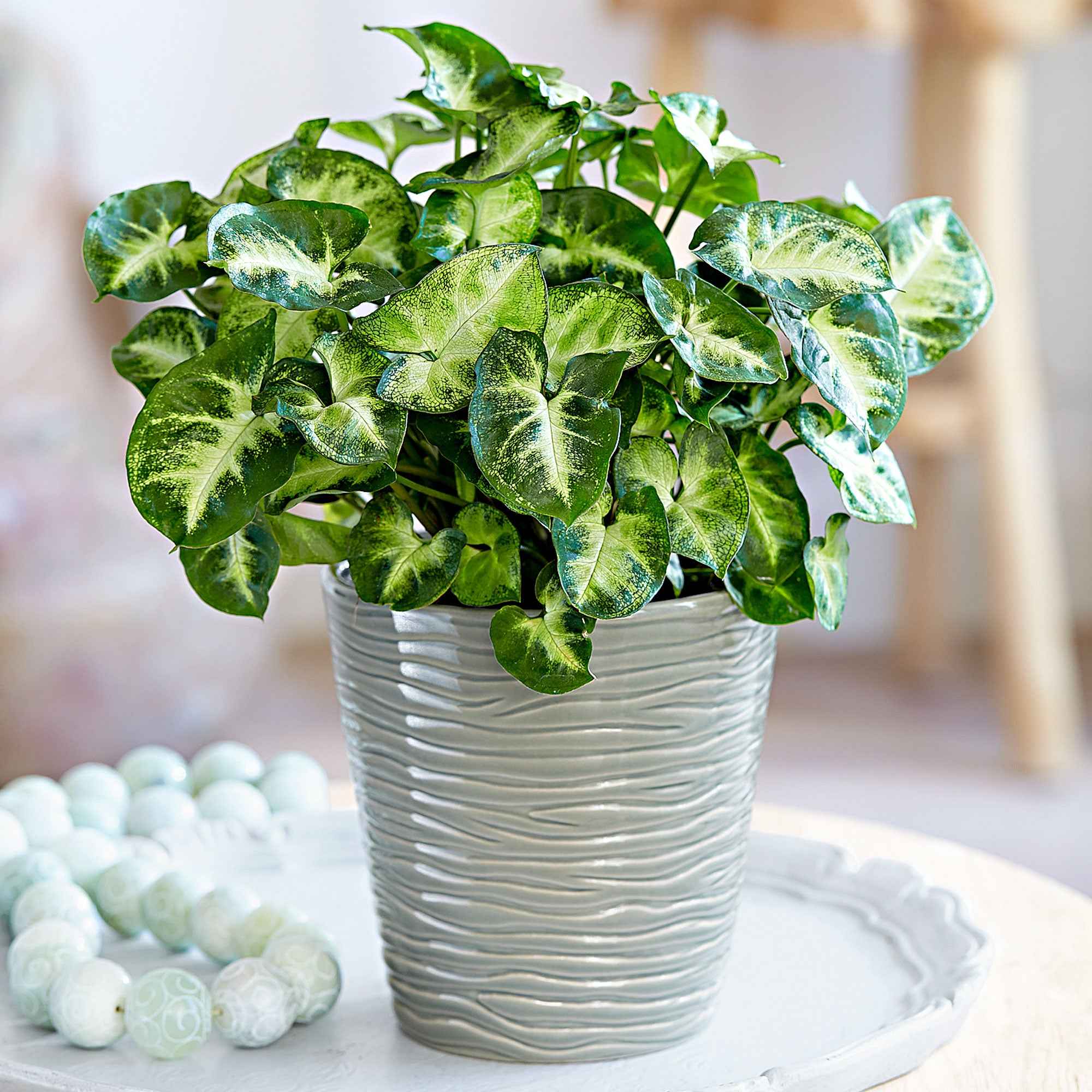 Miniatuur 1