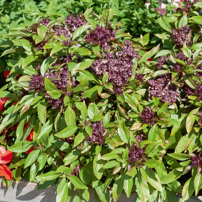 Miniatuur 1
