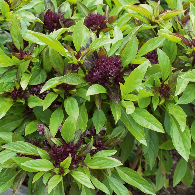 Miniatuur 2