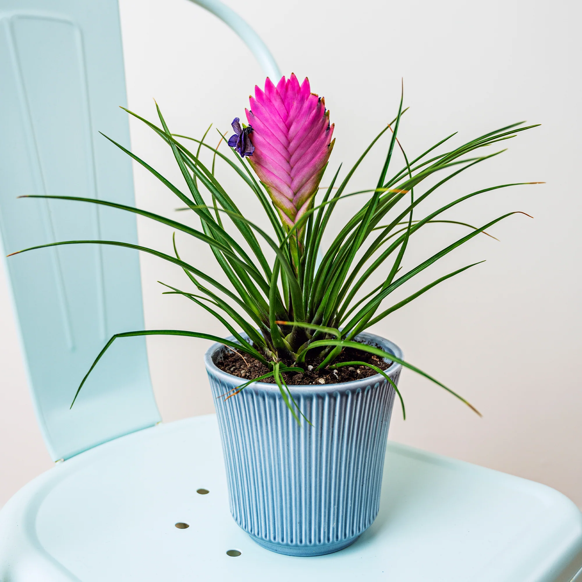 Miniatuur 1