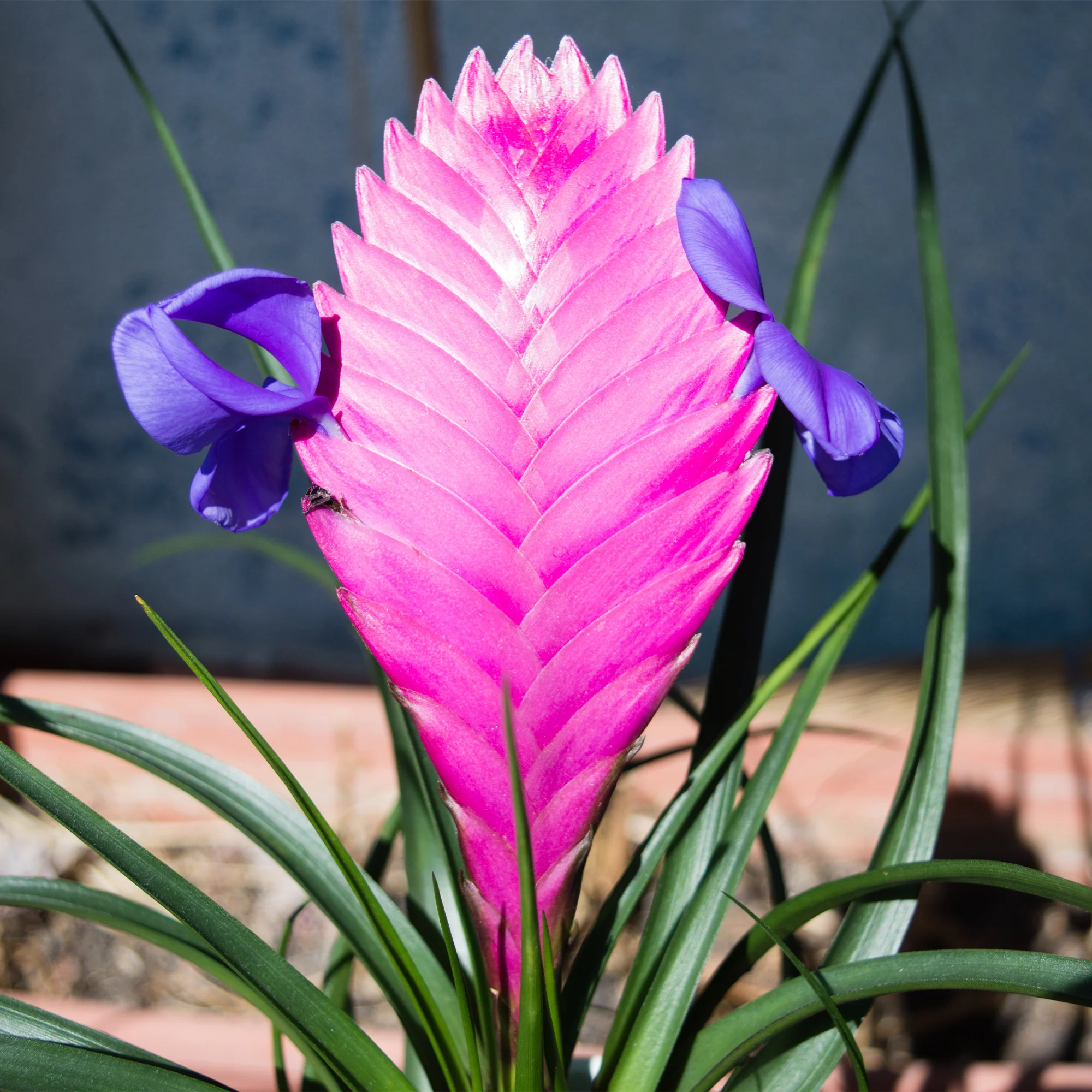 Miniatuur 2