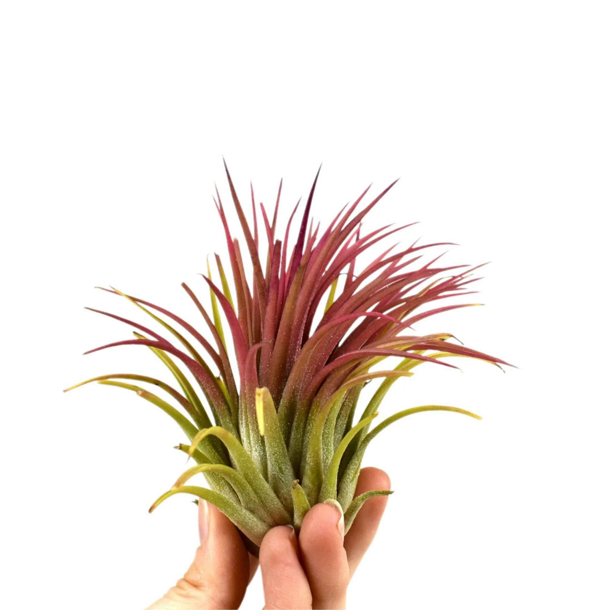 Miniatuur 1