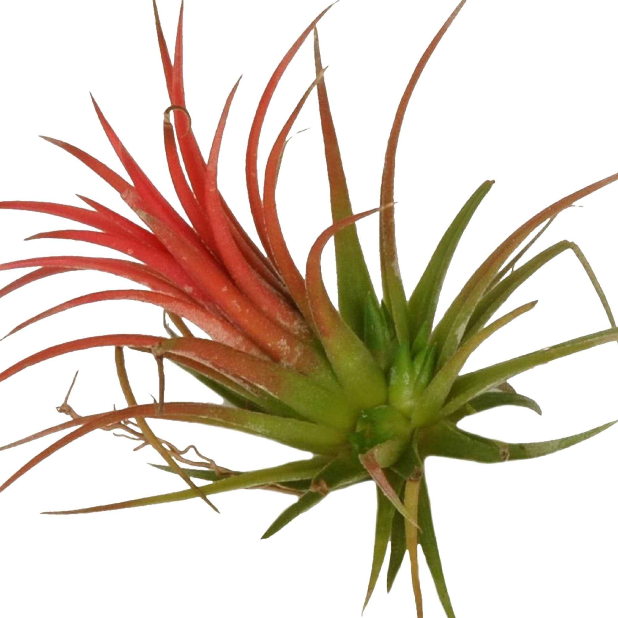 Miniatuur 2