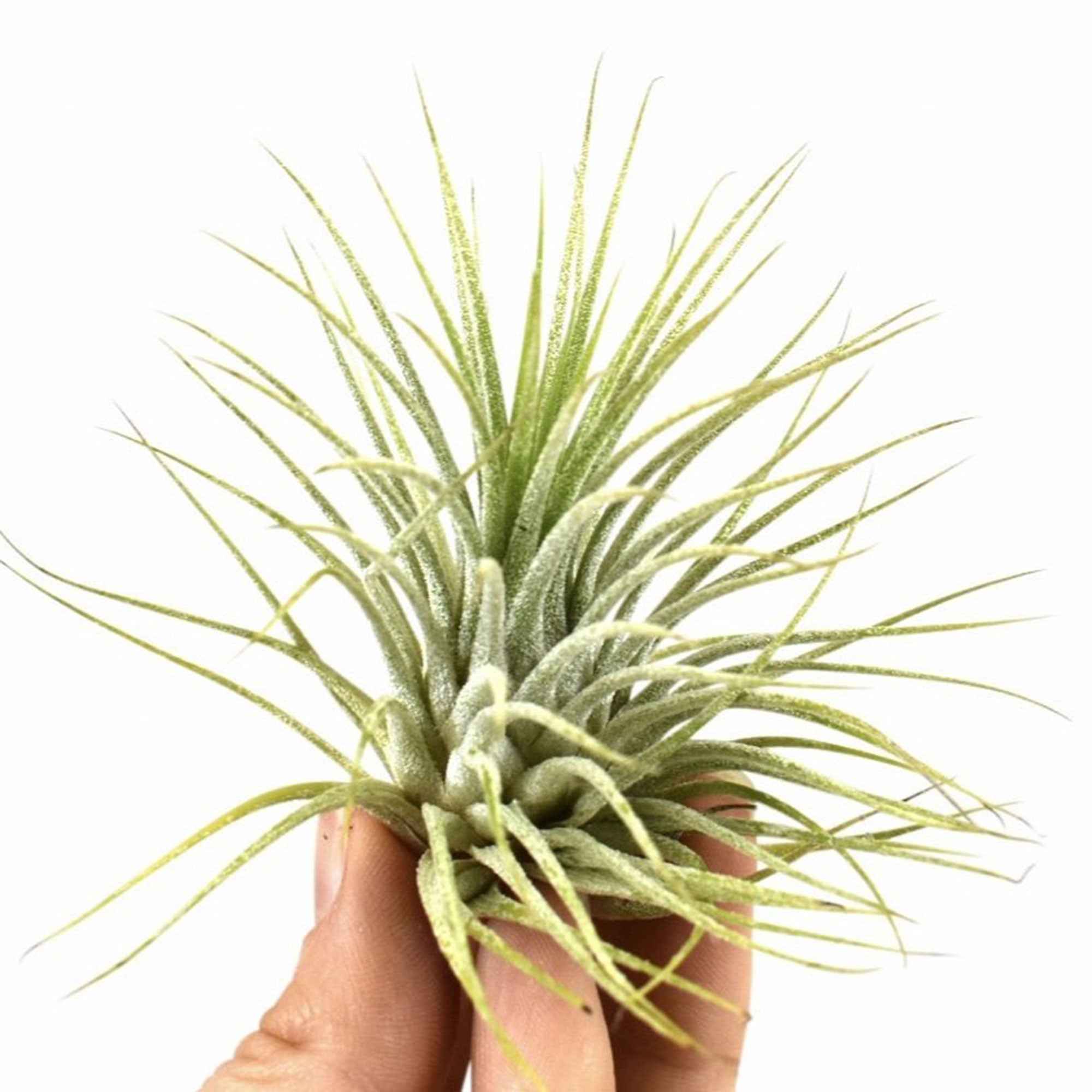 Miniatuur 2