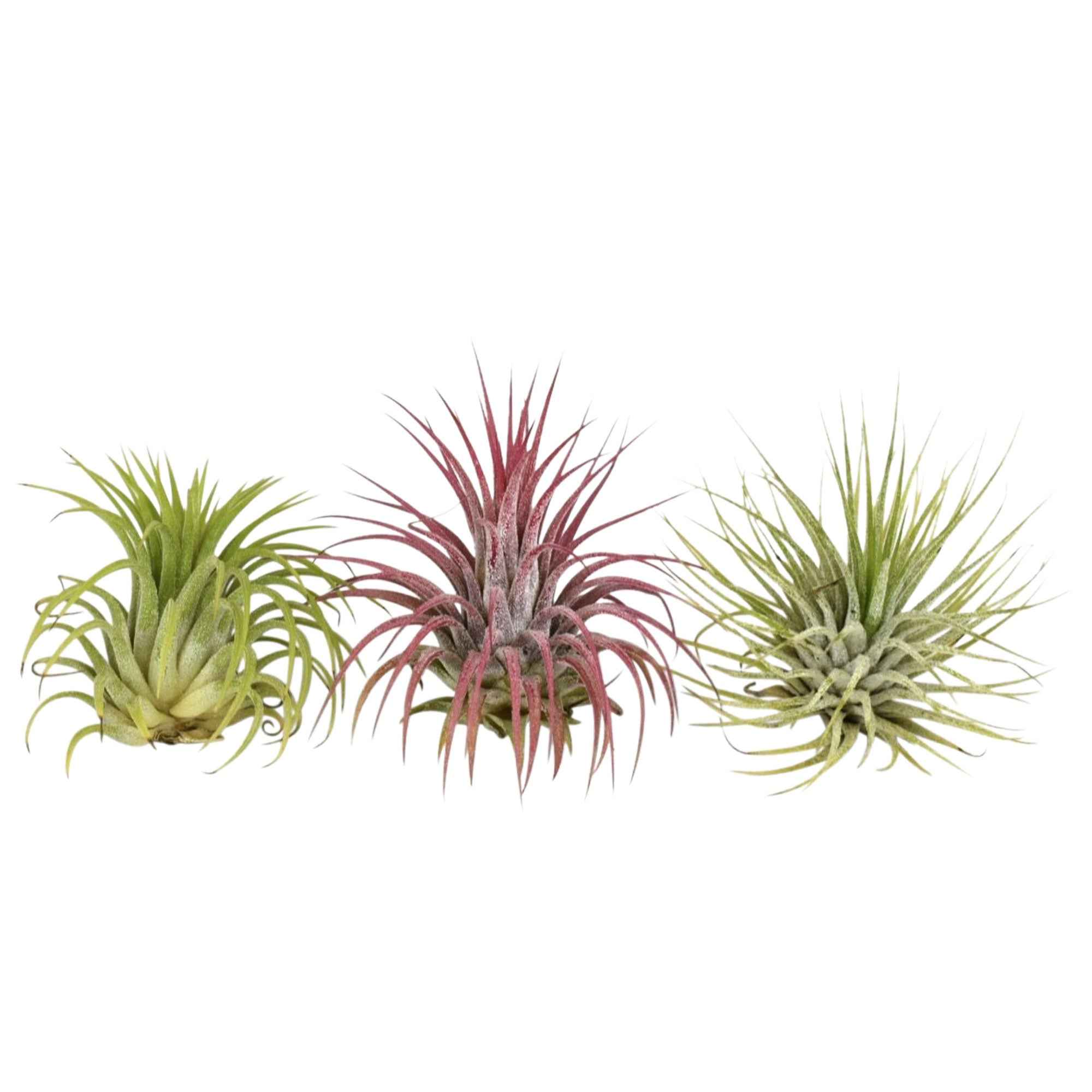 Miniatuur 1
