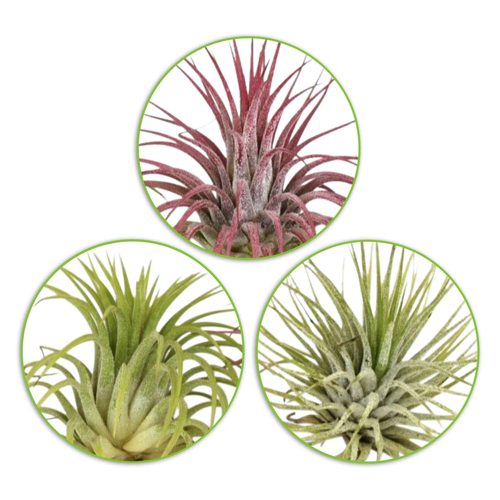 Miniatuur 2