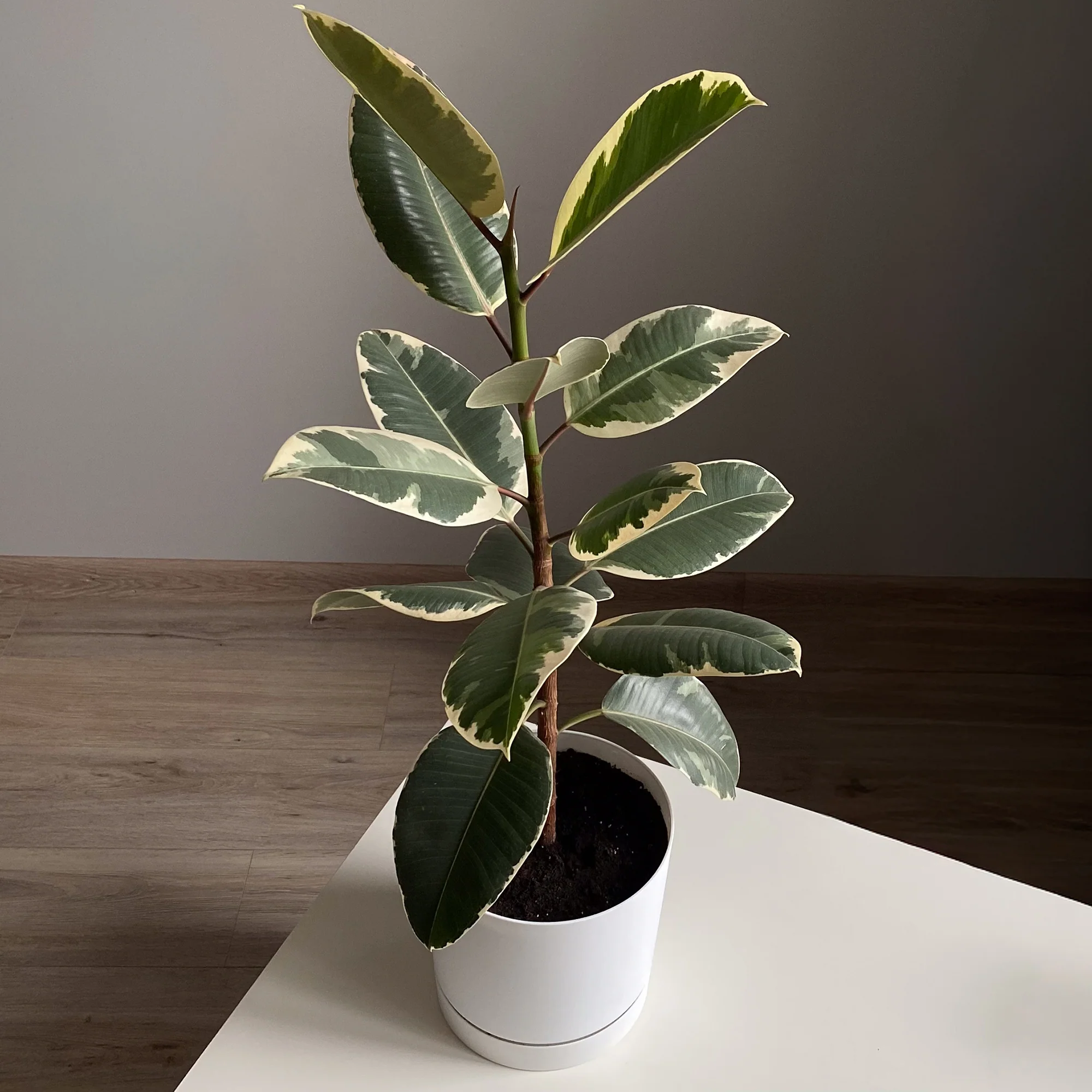 Miniatuur 2