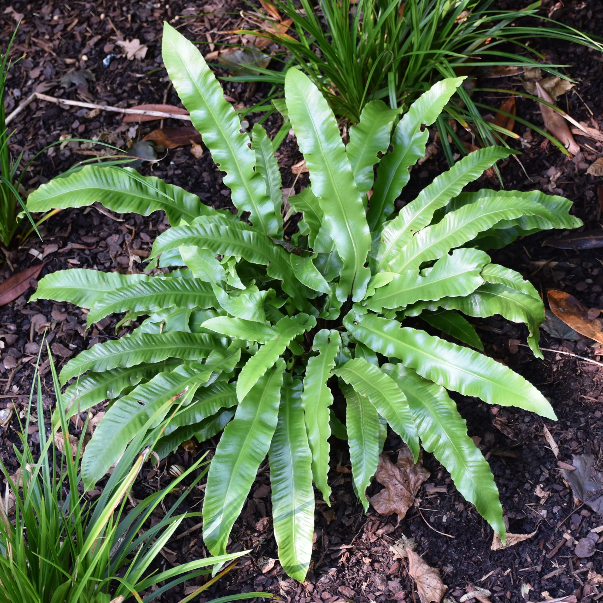 Miniatuur 1