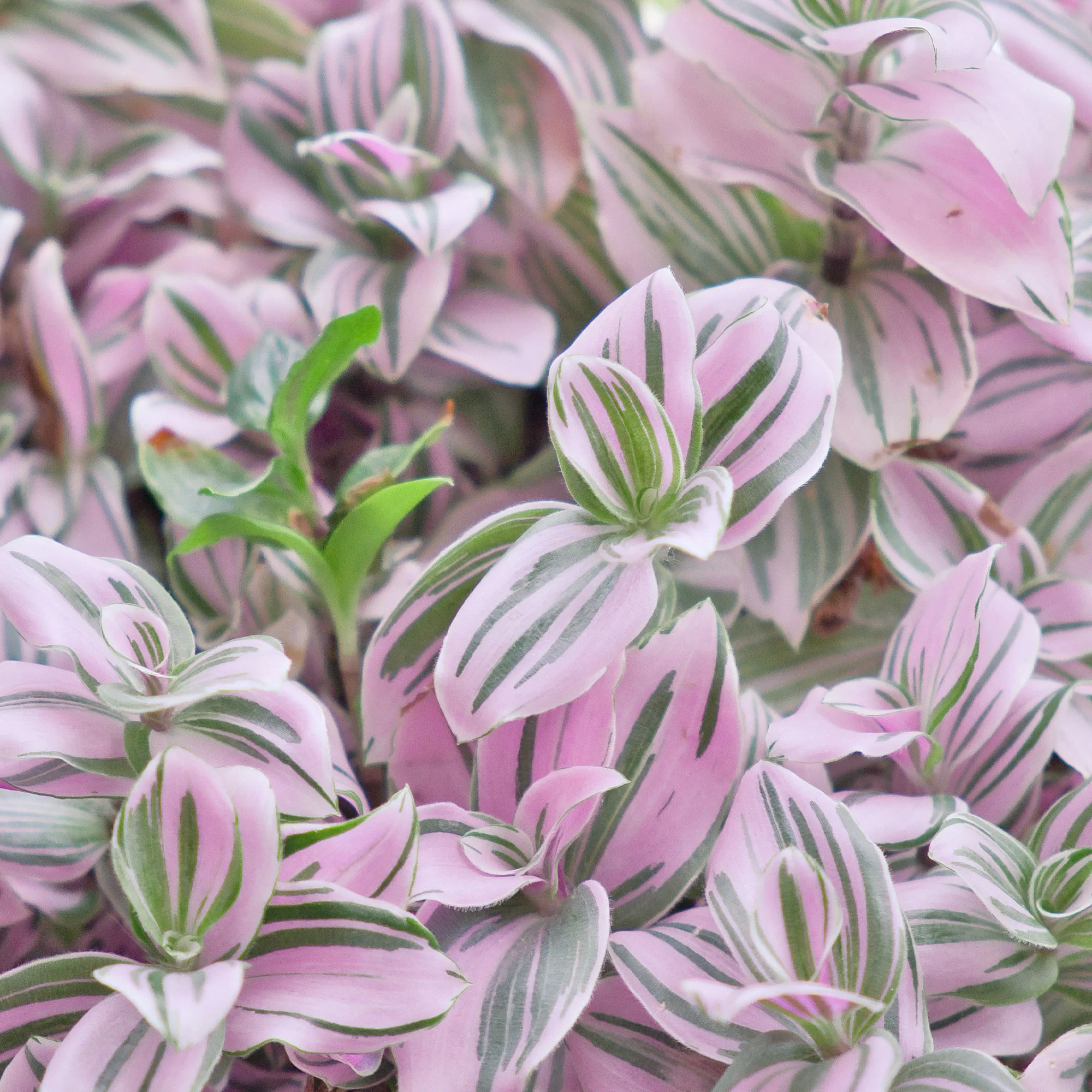 Miniatuur 2