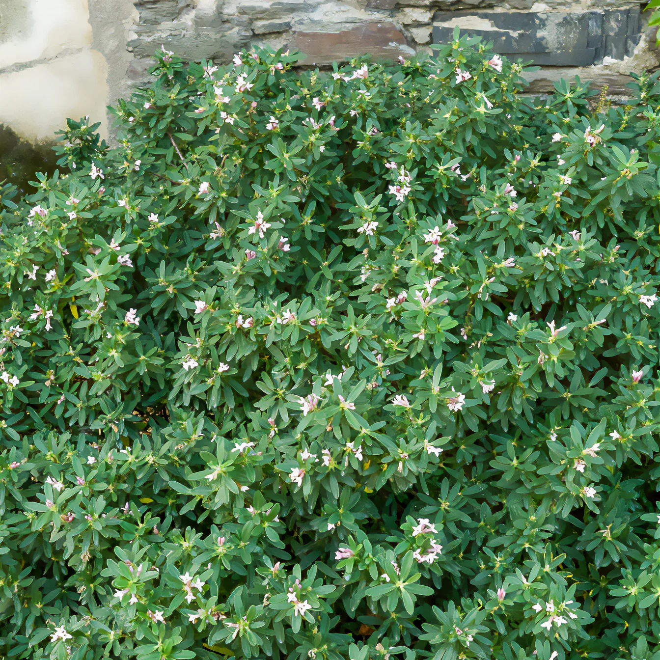 Miniatuur 2