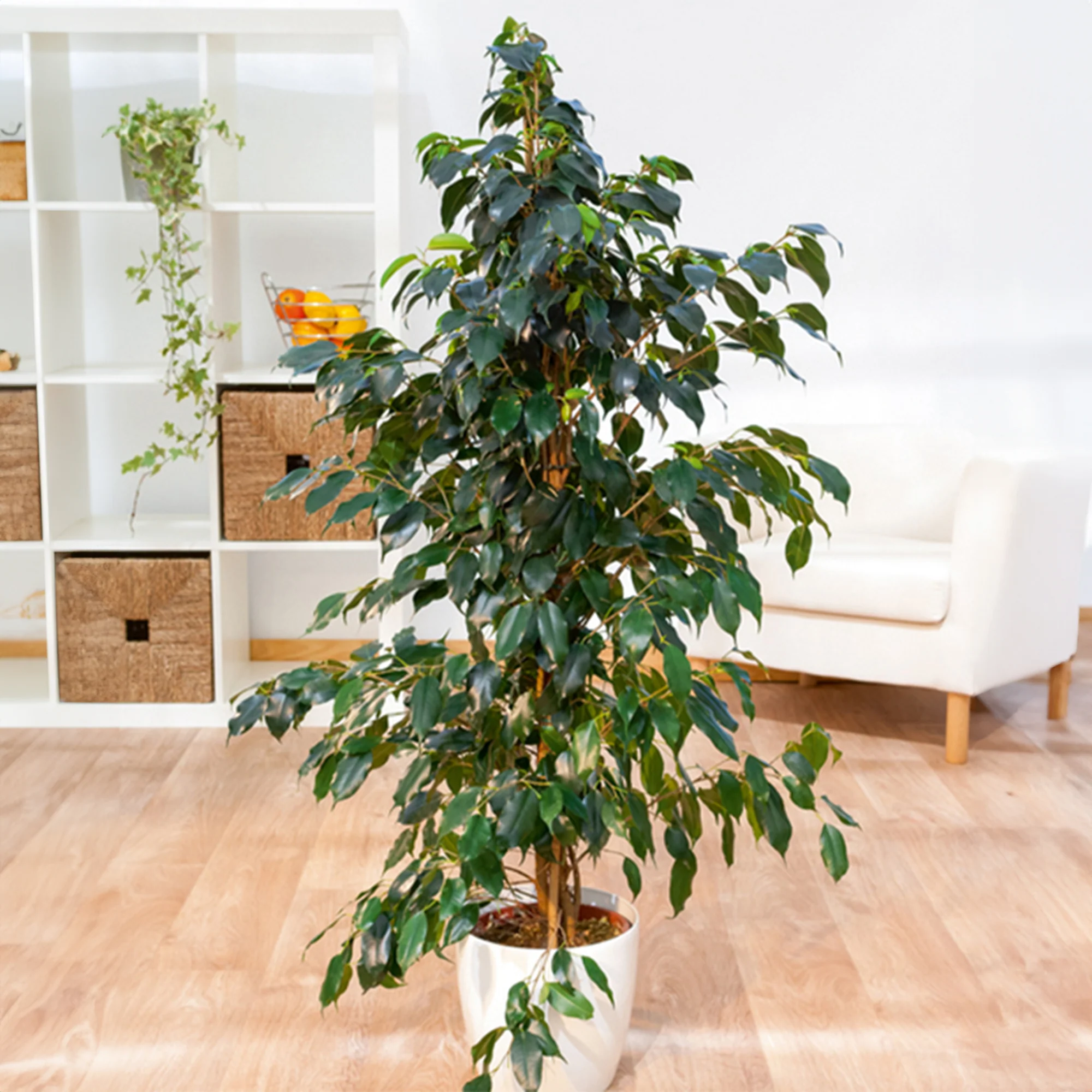 Miniatuur 2