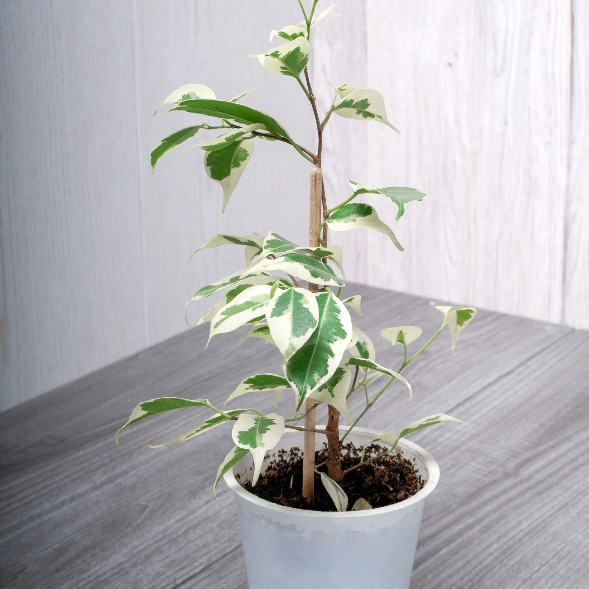 Miniatuur 1