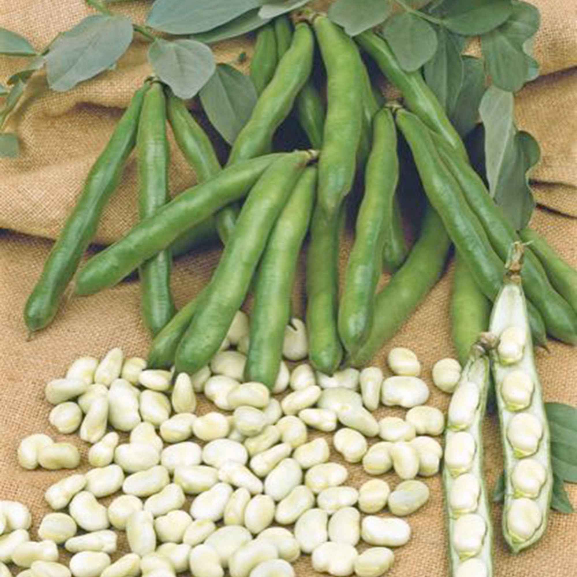 Miniatuur 1