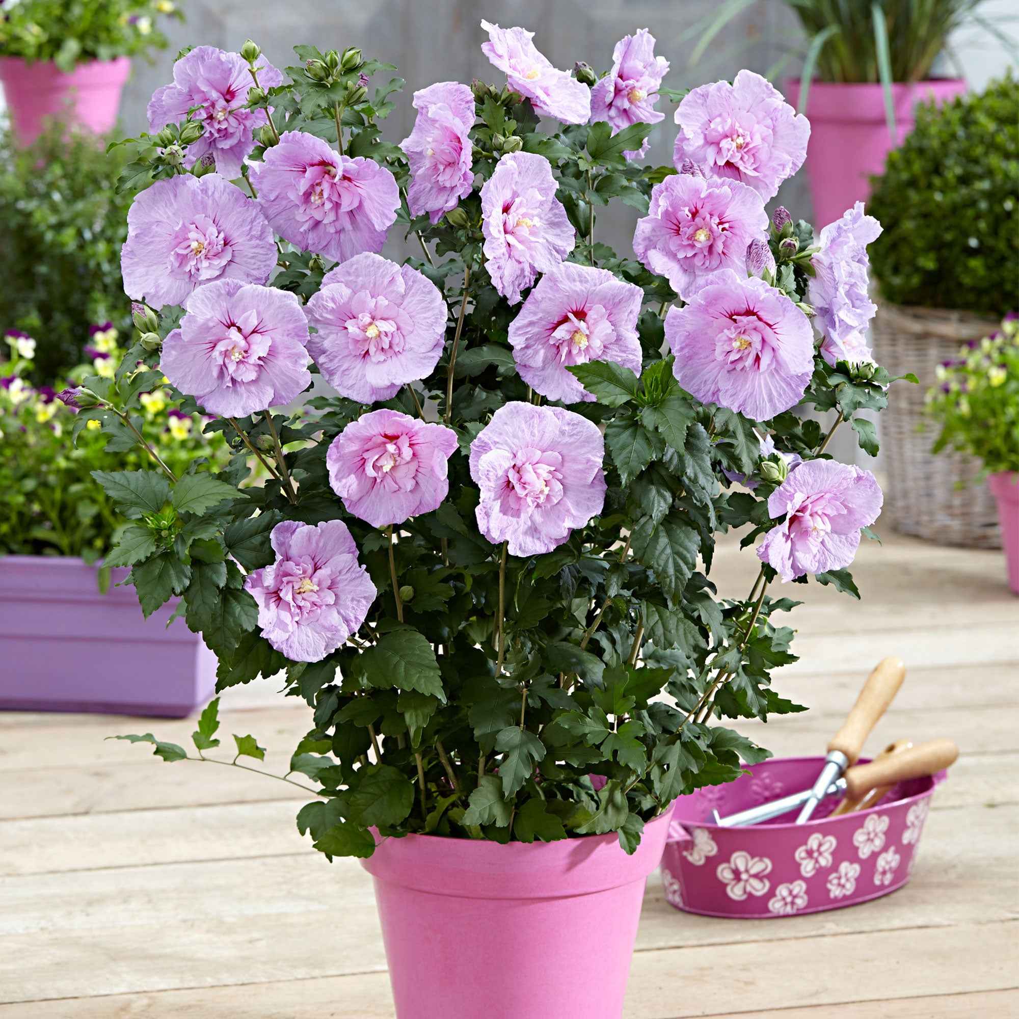 Miniatuur 1