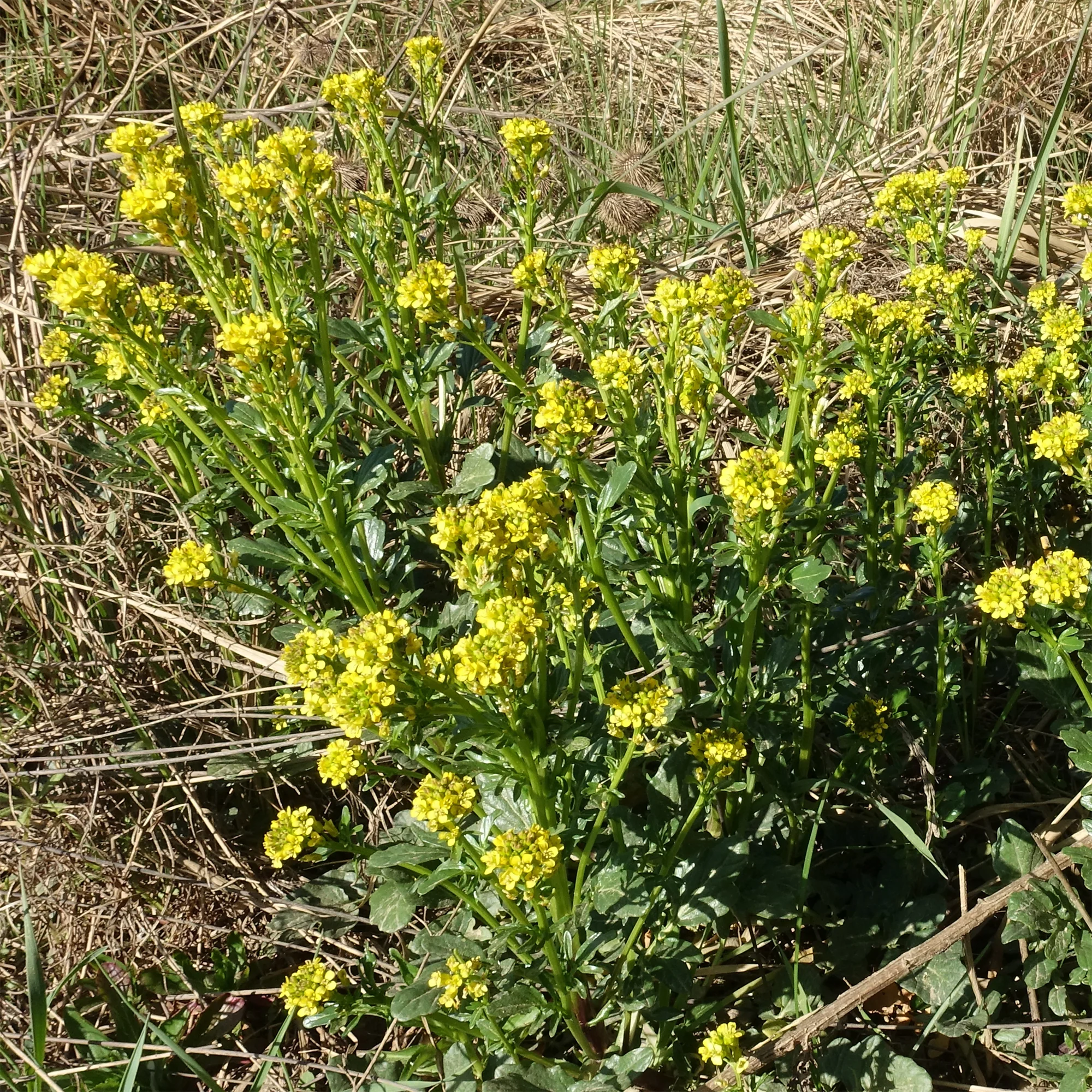Miniatuur 1