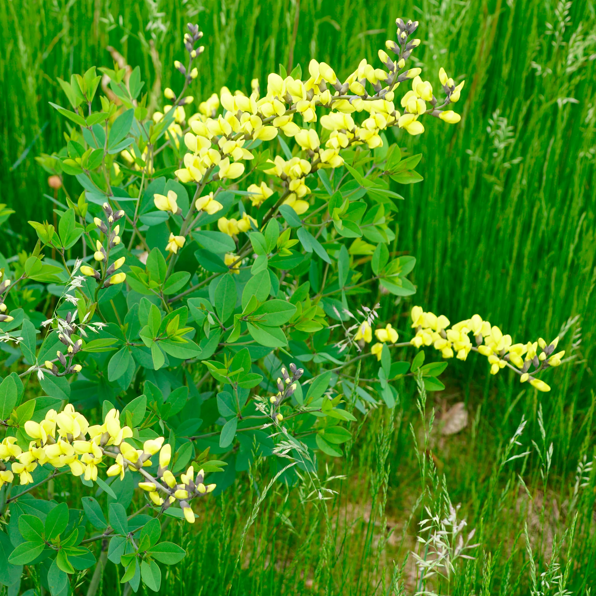 Miniatuur 2