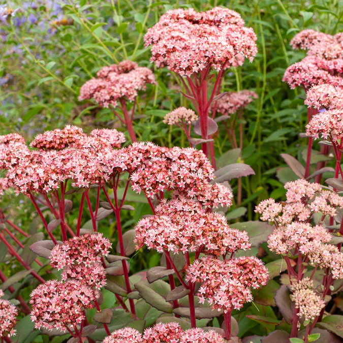 Miniatuur 2