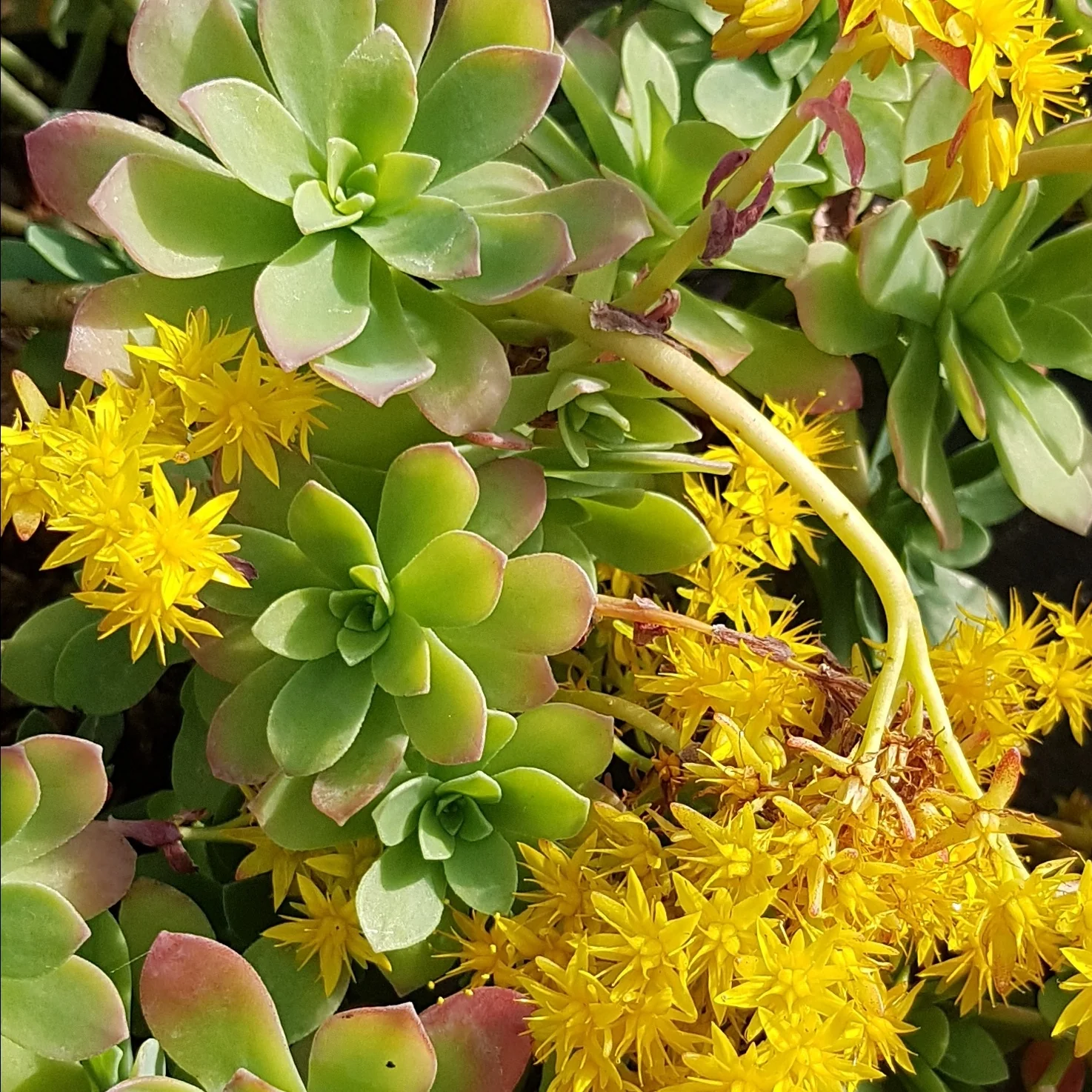 Miniatuur 1