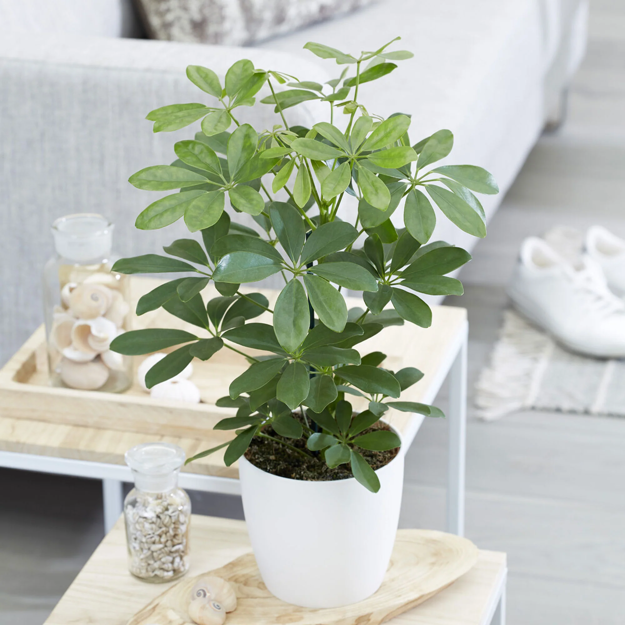 Miniatuur 1