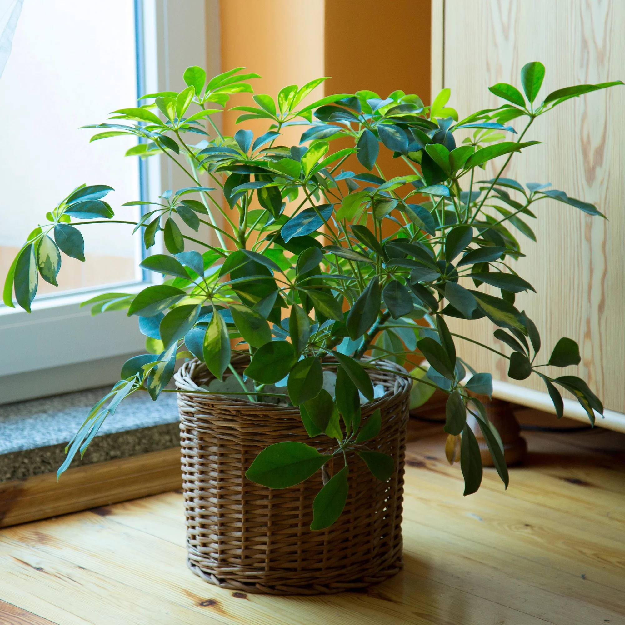 Miniatuur 2