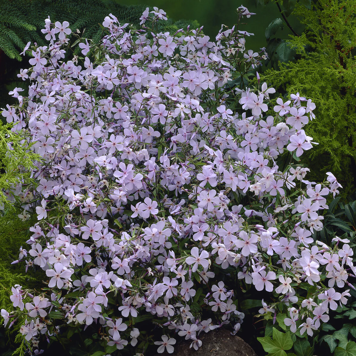 Miniatuur 2