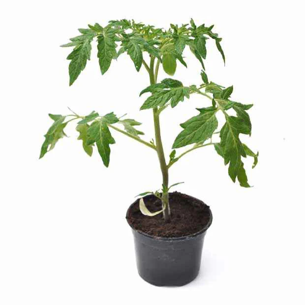 Miniatuur 2