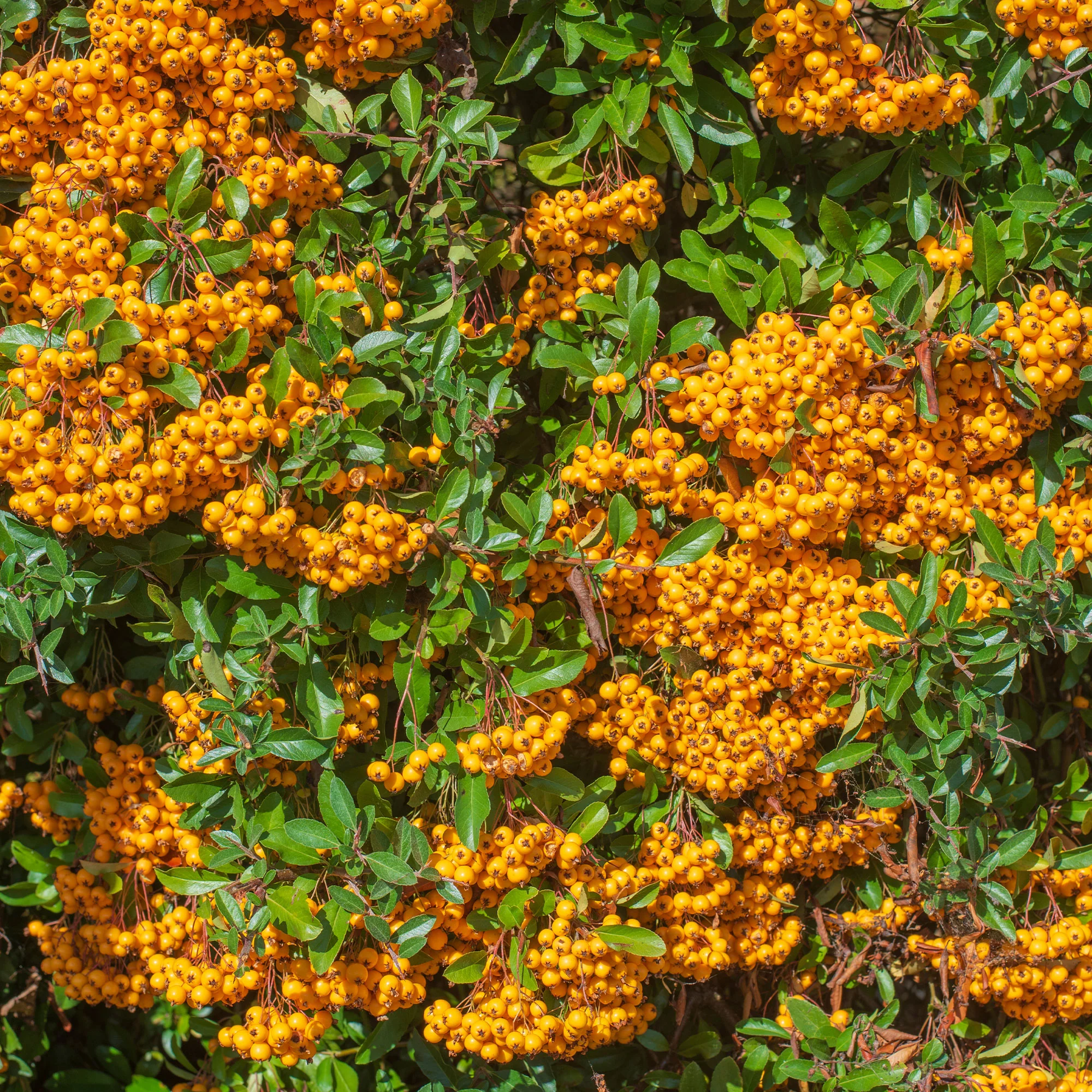Miniatuur 2